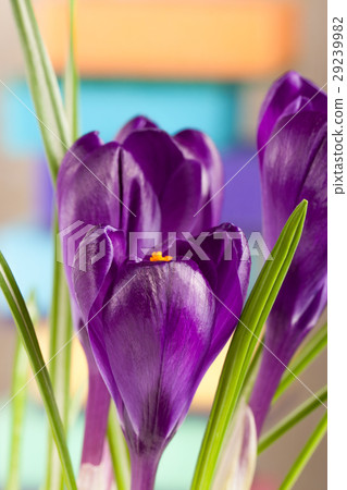 Crocus flowers on a colored background closeup Crocus flowers on a colored background closeup 29239982