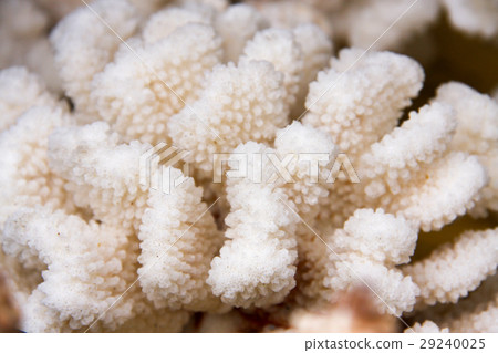 White coral close-up macro as background White coral close-up macro as background 29240025