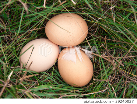 three chicken eggs lying in a green grass three chicken eggs lying in a green grass 29240027