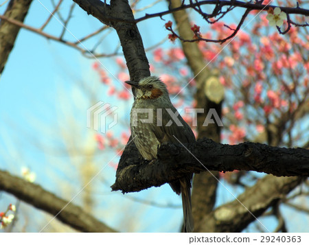 Plum and bulbul 29240363