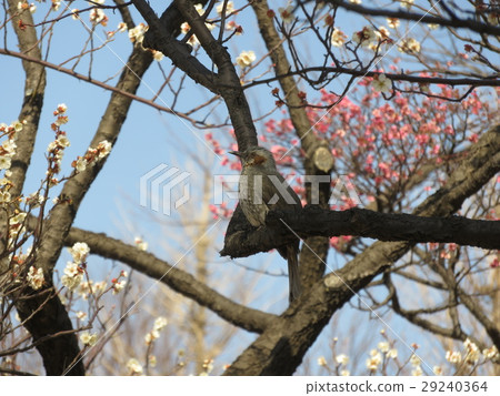 梅花和白頭翁 29240364