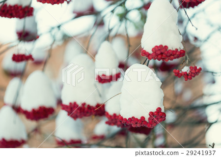 Frozen rowanberry. The first snow. Frozen rowanberry. The first snow. 29241937
