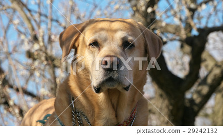 Madly face of Labrador Madly face of Labrador 29242132