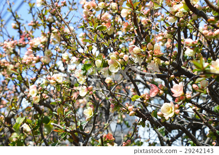 Bokeh (crumpled) Bokeh (crumpled) 29242143