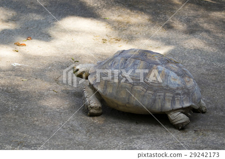 Image of a turtle on the ground. 29242173