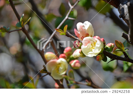 散景（皺巴巴的） 29242258