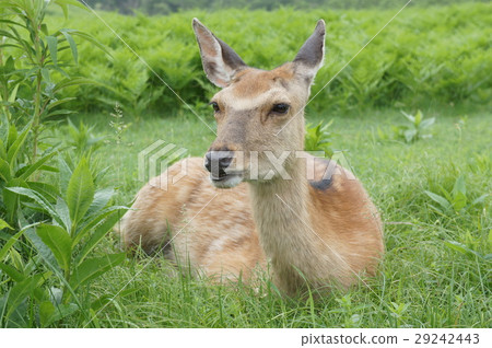 Shiretoko's relaxing Ezoshika 29242443