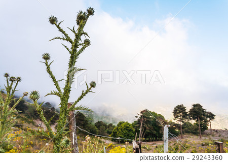 thistle bush over clouds in Etna region 29243360
