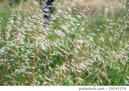 Avena fatua (common wild oat) on meadow 29243374