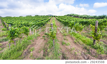 green vineyard and olive trees in Etna region green vineyard and olive trees in Etna region 29243508
