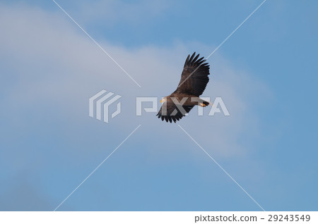 Erotic eagle that dances in the sky swiftly 29243549