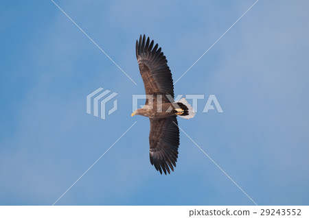 Beautiful White-tailed Eagle 2 29243552