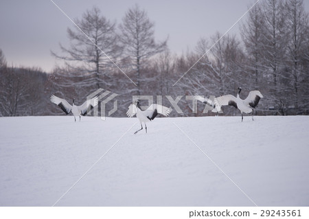 Cranes fluttering down the snowy field Cranes fluttering down the snowy field 29243561