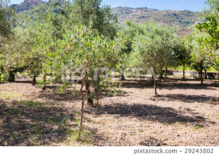grove of young olive trees in garden in Sicily 29243802