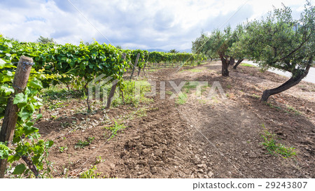 green vineyard and olive trees on roadside green vineyard and olive trees on roadside 29243807