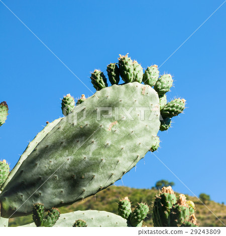 green leaf of opuntia cactus in summer day 29243809