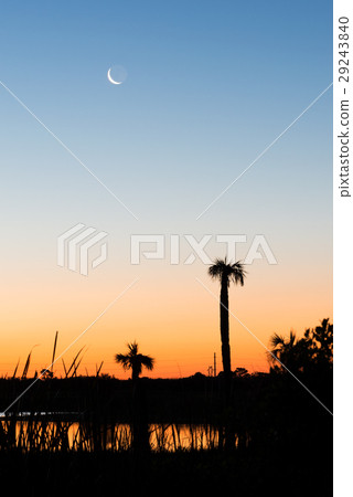 Beautiful morning in Viera Wetlands Park with palm Beautiful morning in Viera Wetlands Park with palm 29243840