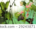 琉球Asagi Madara Ideopsis similis在馬來西亞 29243871