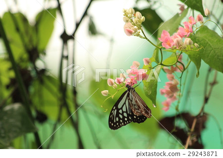 琉球Asagi Madara Ideopsis similis在馬來西亞 29243871