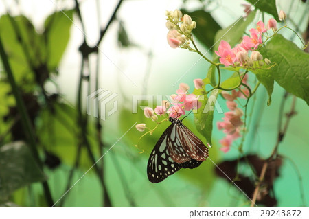 琉球Asagi Madara Ideopsis similis在馬來西亞 29243872