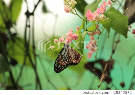 琉球Asagi Madara Ideopsis similis在馬來西亞 29243873