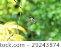 琉球Asagi Madara Ideopsis similis在馬來西亞 29243874
