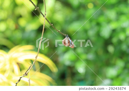 Ryukyu Asagi Madara Ideopsis similis in Malaysia Ryukyu Asagi Madara Ideopsis similis in Malaysia 29243874