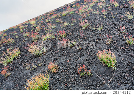 first flowers on volcanic land of Mount Etna 29244112