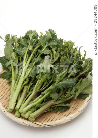 Scallops Scallops 29244309