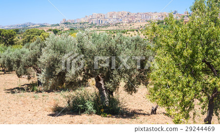 olive trees and view of Agrigento town in Sicily 29244469