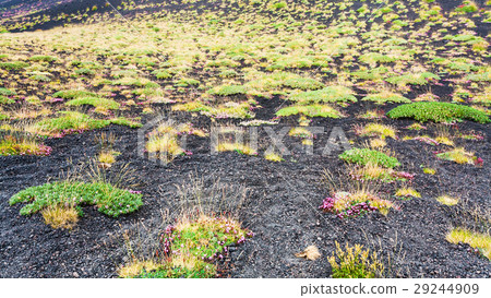first plants on volcanic land of Mount Etna 29244909