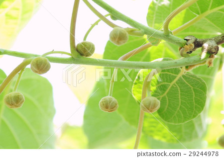 Bud of kiwifruit (female) 29244978