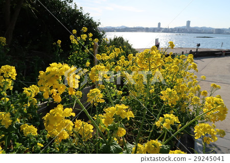 Rape blossoms and the sea Rape blossoms and the sea 29245041