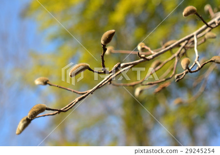 Tree: Kobushi Magnoliaceae Tree: Kobushi Magnoliaceae 29245254