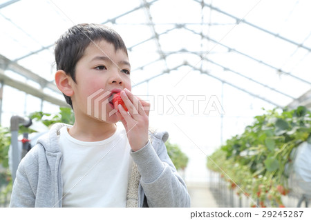 Children enjoy strawberry hunting Children enjoy strawberry hunting 29245287