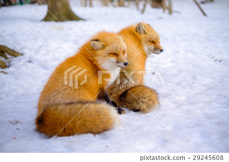 Tibetan King Snow Fox Tibetan King Snow Fox 29245608