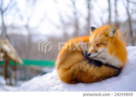 Tibetan King Snow Fox Tibetan King Snow Fox 29245609