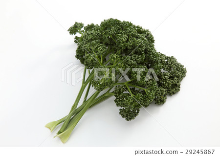 香菜 香菜 29245867