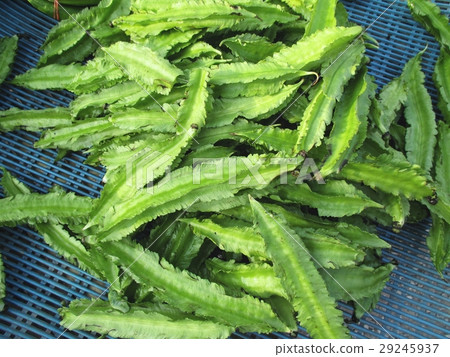 Winged bean 29245937