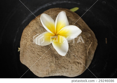 White frangipani flower with stone 29246086
