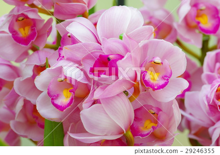 大花蕙蘭(粉紅色) 大花蕙蘭(粉紅色) 29246355