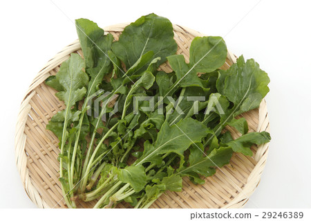arugula  29246389