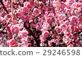 Weeping plum 29246598