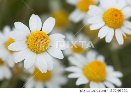 white daisies. a bush of white daisies in a solar white daisies. a bush of white daisies in a solar 29246961