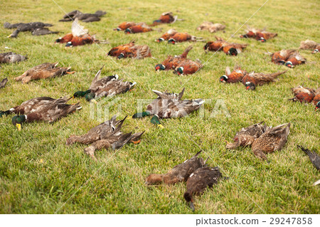 apportion of hunting trophies. 29247858