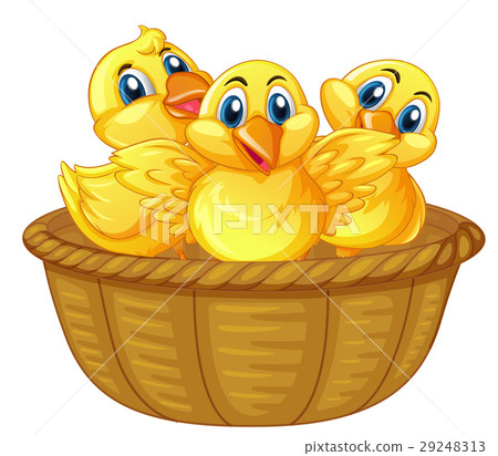 Three little chicks in basket 29248313