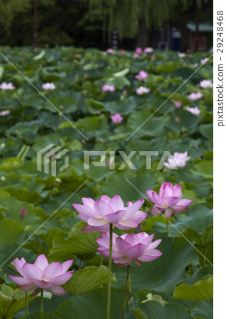 Flower of lotus pond at Akita Chiaki Park 29248468