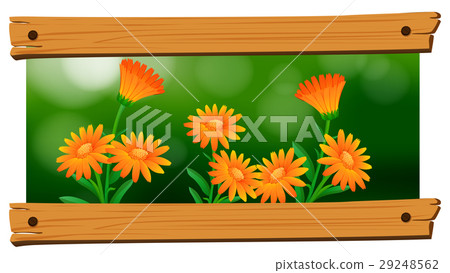 Background design with orange flowers Background design with orange flowers 29248562