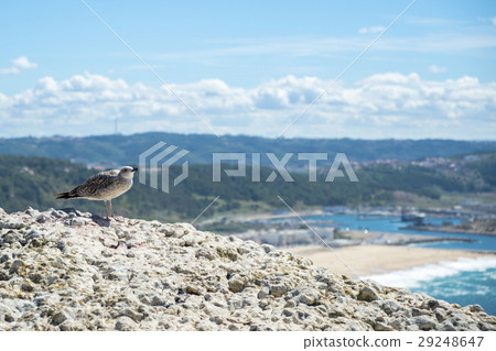 The pigeons of Nazareth The pigeons of Nazareth 29248647