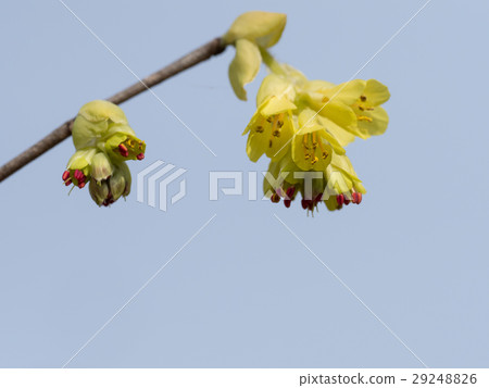 Early Spring Towers Early Spring Towers 29248826